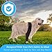 EIHI Kniebandage Hund Hinterbein für das Linke Bein - Hergestellt aus Neopren,für Kreuzbandriss,Bänderverletzungen,Patellaluxation oder Osteoarthritis - Größe S