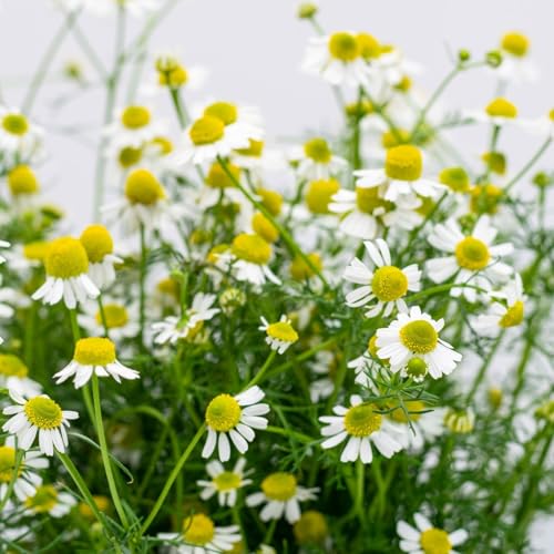 Clovers Garden Chamomile Herb Plants Two (2) Live Plants Non-GMO - Not Seeds - Each 4 to 8 Tall in 4 Inch Pots - Attracts Polinators Edible Medicinal