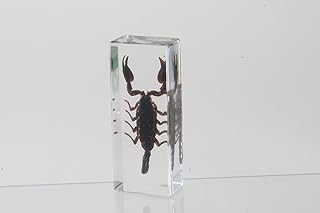 Resin Specimen for Science Education