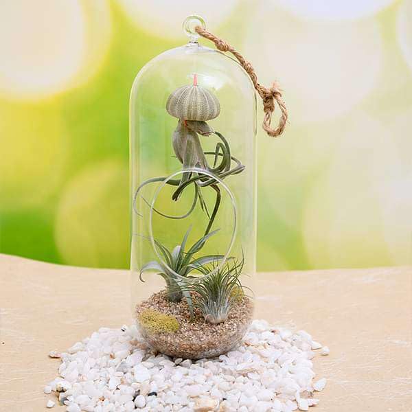 Mphmi Perennial NCR Plants Cousteau - Air Plant