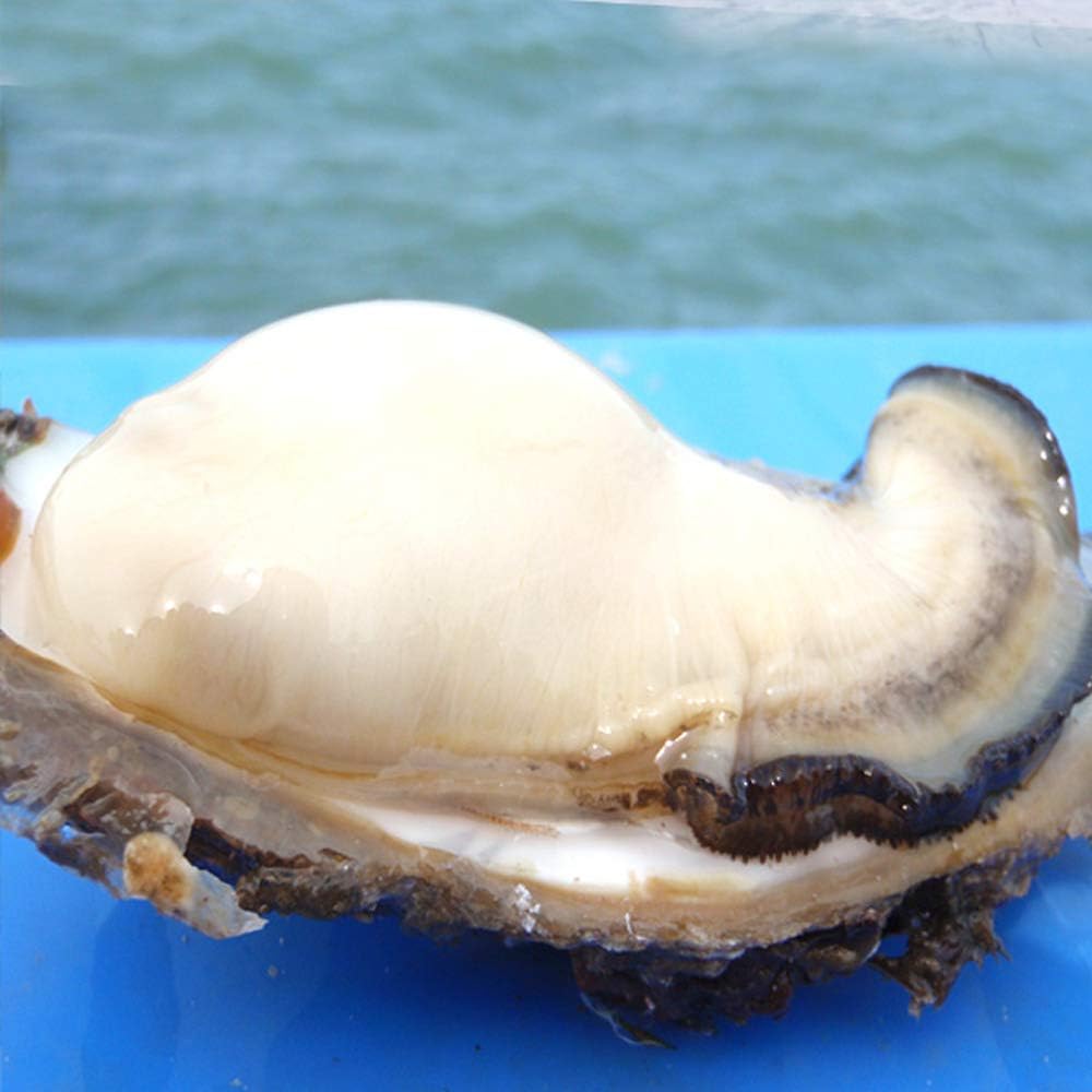 岩牡蠣 カキ かき 大 個 生食用 石川県産 殻を開けずそのままお届け 殻付き 天然 岩牡蠣 カキ かき 大 個 生食用 石川県産 殻を開けずそのままお届け 殻付き 天然
