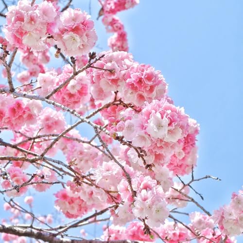 semillas de cerezo ornamental resistentes, decorativas, de cerezo en resistentes al aire libre arbustos 15pcs