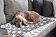HIQE-FL Hundedecke Kuscheldecke,Katzendecken,Katzendecke mit Pfoten,Waschbare Hundedecke,Liegedecke für Hunde,Teppich Waschbar Haustiere,Decke Hund,Flauschige Haustierdecke