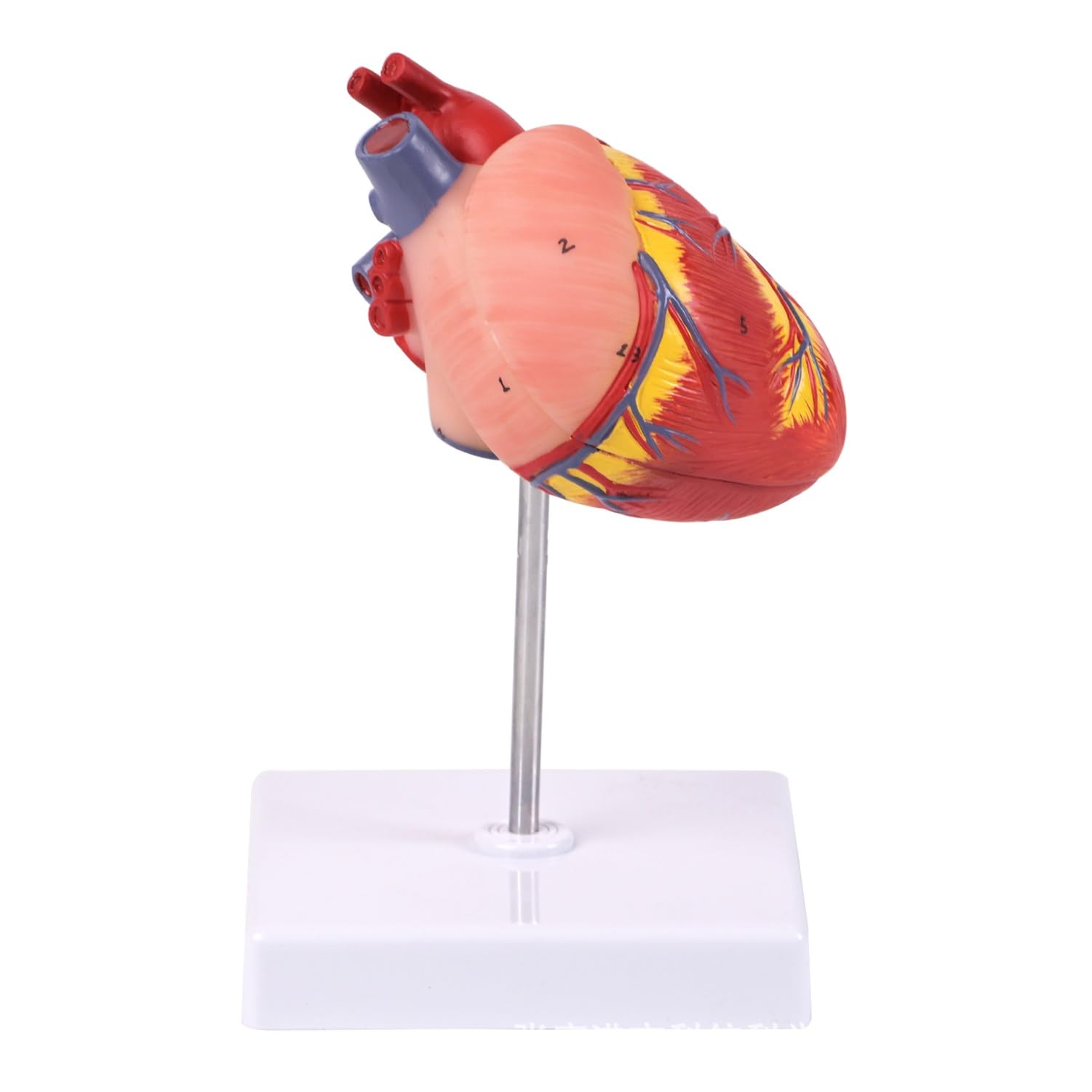 2-teiligen Hund Herzen Anatomisches Modell, abnehmbares Hundeherzmodell mit 26 digitalen Markern und Displaybasis