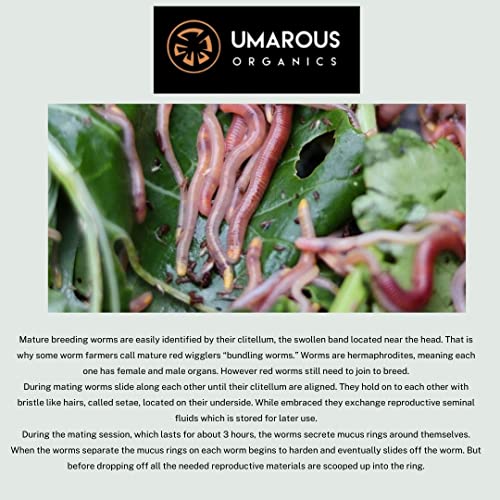 Image of BUY250 Red Composting Worm, Red Wigglers, Composting Earthworms - - Eisenia fetida - 990 gm