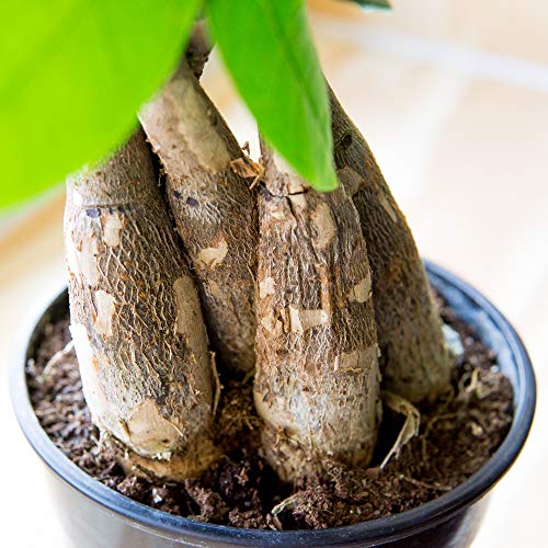 Perfect Plants Braided Money Tree 5In. In Midnight Blue Décor Pot | | Pachira Aquatica | 15In Tall | Easy Care Houseplant | Perfect For Low Light Conditions | Air Purifying #TOP4