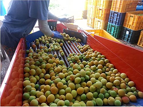 ZEESOON Korean All Purpose Pure Plum Extract Syrup Hwang Maesil for Drinking Tea, Cooking Maesil (300ml 10.14 fl.oz)