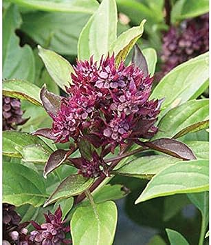 Siam Queen Basil Seeds