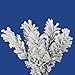 Flocked Pacific Pine 5