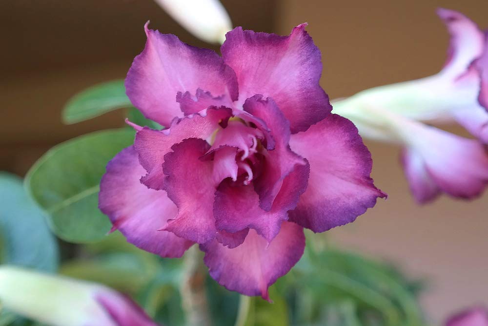 Dipa Rosy Adenium/Desert Rose Grafted 1 Healthy Live Plant With Pot *PURPLE RAIN (B08YX3FZV3) Amazon Price History, Amazon Price Tracker