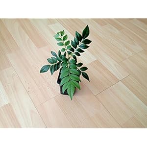 Kerrie Murraya koenigii (Bergera koenigii L.) CURRY Indiase plant