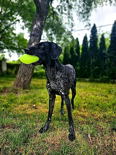 Dingo Bäll Play & Glow 8 X 14 cm Fluoreszierende Spiel mit Hund Leuchtball Rugby Quietschen Vinyl 16970