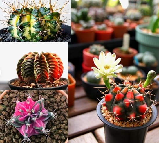 COLOR SUCCULENT MIX rare plant exotic cactus flower succulents seed-image-36