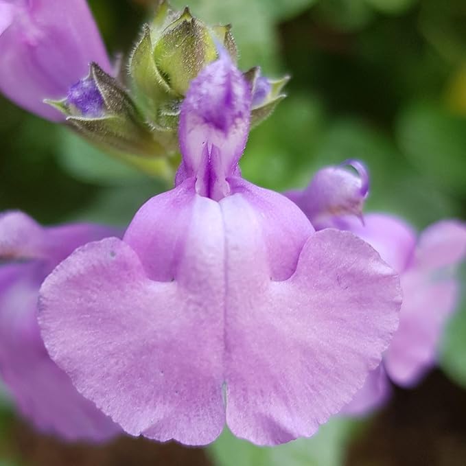 Salvia 'Regal Lavender'- Salvia That is Ready to Plant Out- Comes Back Every Year (Hardy) - Flowers from Summer to Autumn- Loved by Bees (Middleton Nurseries) (3X P9(9cm Pot))