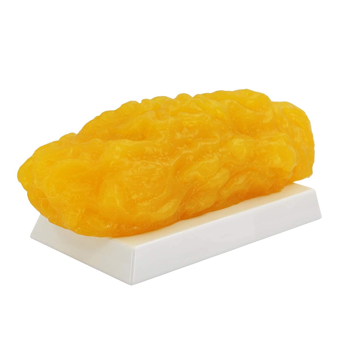 RONTEN 1 lb Human Fat Anatomical Model, A True Replica of Human Body Fat, Perfect for Nutritionists, Fitness Enthusiasts to Display
