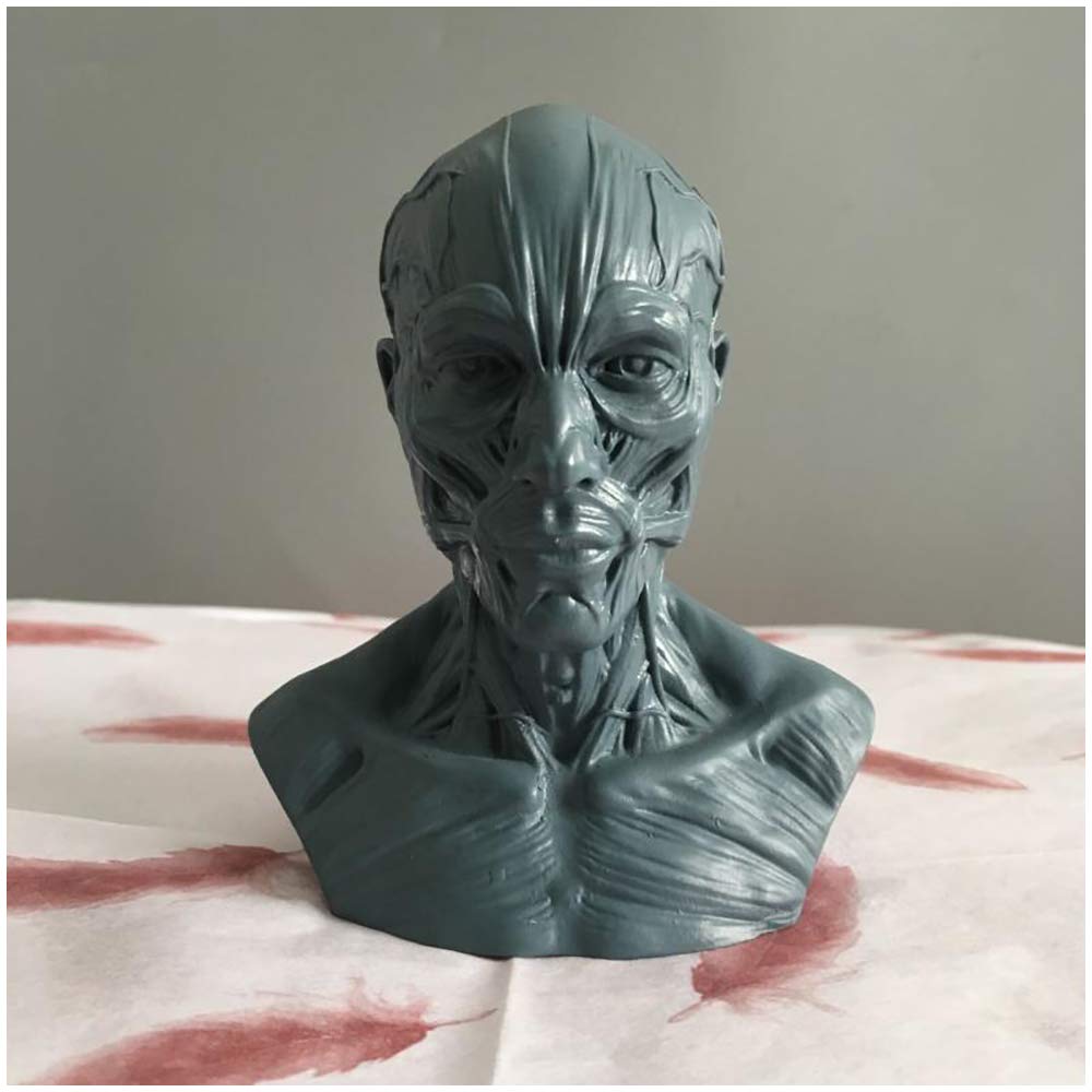 Modelo De Cráneo Médico - Estatua De Hueso Muscular De Cabeza De Cráneo Artesanal De Resina - Estatua Humana Modelo De Cráneo De Tamaño Mini 1: 3 - Para Estatua De Decoración De Enseñanza De Arte Méd