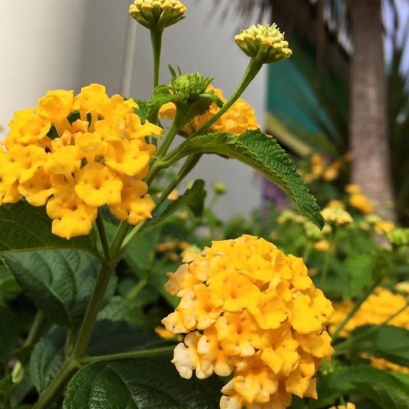 4 Colorful Perennial Lantana Trees Live Plants, Trailing Yellow Blooms, Hardy and Long Blooming Seasons, Fragrant, 5-10" in Tall, Full Sun Growing