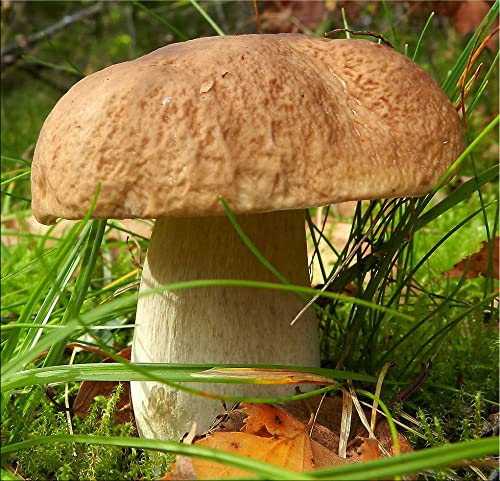 Seedsup - 100+ Porcini Mushrooms Boletus Mycelium Spawn Spores - Mushroom Brown #TOP4