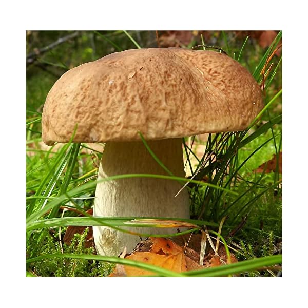 SeedsUP 100+ Porcini Mushrooms Boletus Mycelium Spawn Spores