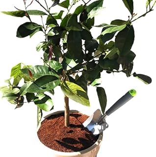 Citrus & Mediterranean Plant Potting Soil - Lemon, Orange, Palm, Olive Tree Fast Draining PureGrow® Compost - 11 Litres Hydrate at Home
