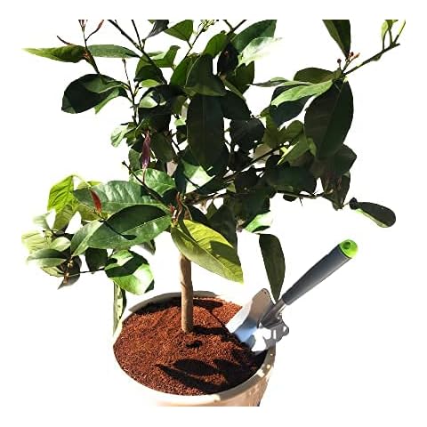 Citrus & Mediterranean Plant Potting Soil - Lemon, Orange, Palm, Olive Tree Fast Draining PureGrow® Compost - 11 Litres Hydrate at Home Cover