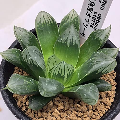 Amazon｜多肉植物：ハオルチア 緑太線三角窓オブツーサ*｜観葉