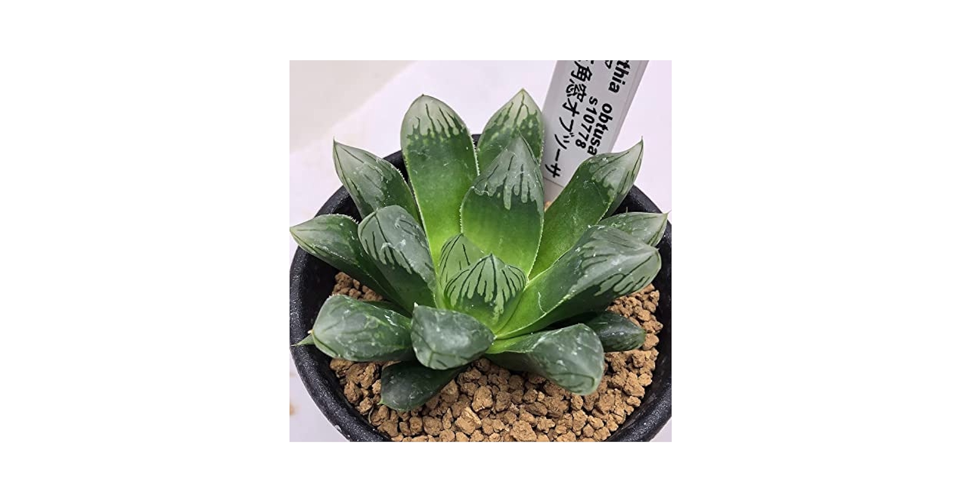 観葉植物 Amazon｜東京寿園 観葉植物 3点セット ハイドロカルチャー 本物
