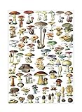 The Mushroom Forager's Guide Poster - Comprehensive Identification Reference Chart - Vintage Style Educational Print for Hikers, Cooks, Botany Students(Unframed,08x12inch(20x30cm))