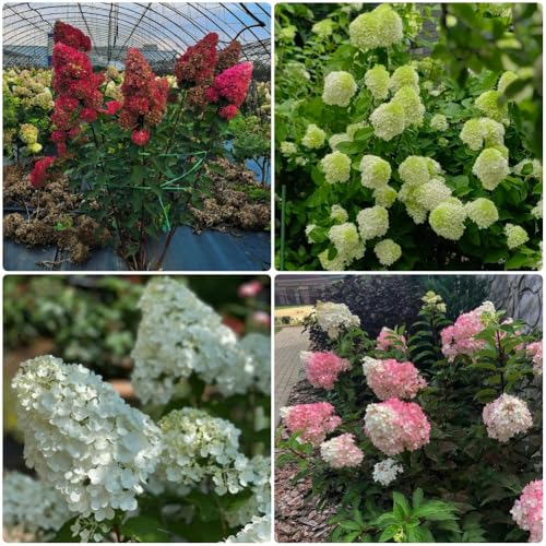 semillas de hortensia de panícula - para lugares soleados Hortensia paniculata - semillas de para exterior resistentes al invierno 120pcs