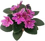 3 lívẹ plánts Tẹrráríùms Fáíry Gárdẹns Míníátùrẹ Áfrícán Víolẹt Lívẹ Plánt - 2' Pot