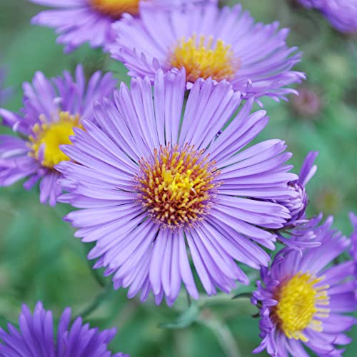 New York Aster Seeds Aster Novi-Belgii, Michaelmas Daisy Perennial Easy To Grow Long-Lived Attracts Butterflies Fast-Growing Drought Tolerant 100Pcs Flower Seeds By Yegaol Garden #TOP5