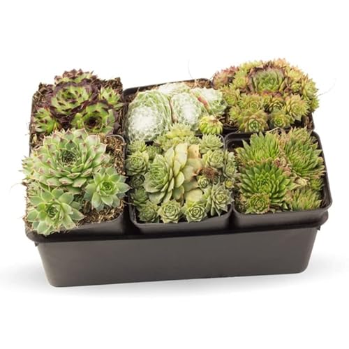Verdecora Pack 6 plantas Siempreviva | Sedum Sepervivum | Planta crasa natural de interior en macetas de Ø7cm | Fácil cuidado | Hojas suculentas