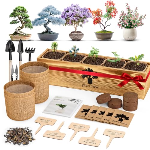 5 Pack Bonsai Tree Kit - Unique Gardening Gift Set for Plant Lovers | Complete Japanese Bonsai Starter...