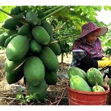Thai Papaya Seed 10+ Papaya Seeds Dwarf Waimanalo Papaya Tropical Fruit Seed Carica Papaya heigh Yield u u lun Thai LAN sai qua qua to, thit ngot, qua moc tu re