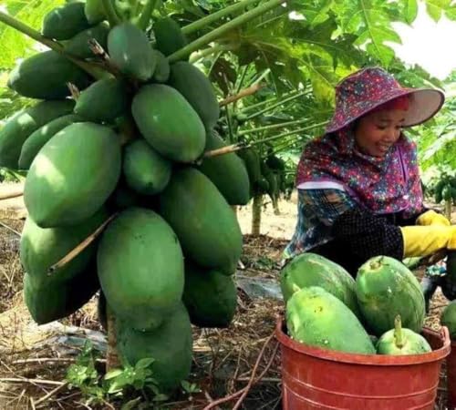 Thai Papaya Seed 10+ Papaya Seeds Dwarf Waimanalo Papaya Tropical Fruit Seed Carica Papaya heigh Yield đu đủ lùn Thái LAN sai quả quả to, thịt ngọt, quả mộc từ rễ