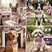 PTDECOR American Flag Dog Collar with Bowtie, Striped Stars Patriotic Pet Collars, Adjustable 4th of July Collars for Small Dogs (Small)