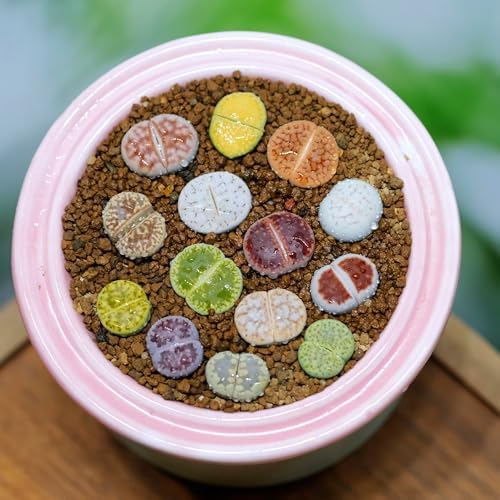 Rare Lithops Mix Succulent Cactus Exotic Living Stones Desert Rock Seed High Germination for Home Garden Bonsai Decor Indoor Outdoor (50) - 5