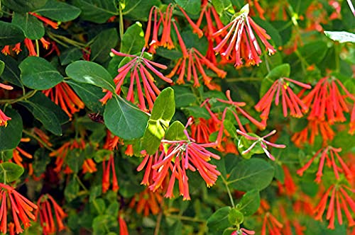 Lonicera sempervirens Trumpet Honeysuckle, Coral Honeysuckle in 4" Pot