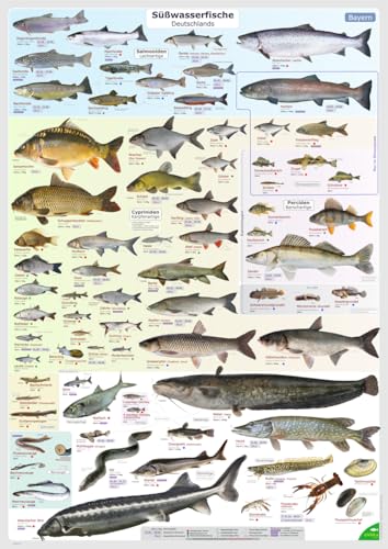 ENTILA Poster: Die Süßwasserfische Deutschlands/Viele wichtige Bestimmungsmerkmale/Perfekt zum Lernen für die Fischerprüfung und für jeden Angler (Schonzeiten Bayern)