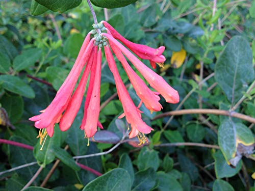 Coral Honeysuckle - Lonceria sempervirens - Live Plant - Non-Invasive Native Species - No Fragrance - Orange Pink Flower - Emerald Goddess Gardens - Starter Sz 4 Inch Pot - Thumbnail 2
