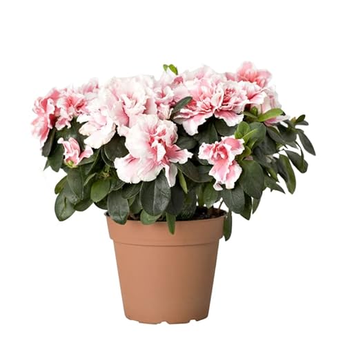 Azalea Natural Planta Arbustiva de Aspecto Elegante