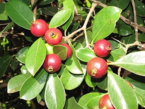 Image of Rare Red Strawberry Guava Cattley Guava Cherry Guava Hybrid Variety Live Plant Grafted Original Variety