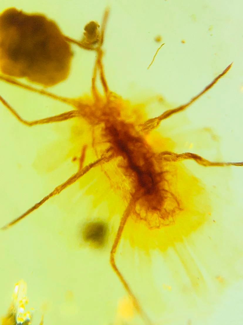Burmese burmite Cretaceous coccid Insect Fossil Amber Myanmar