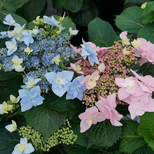 Proven Winners - Hydrangea serrata Tuff Stuff Ah-Ha (Mountain Hydrangea) Shrub, Blue or Pink, #3 - Size Container