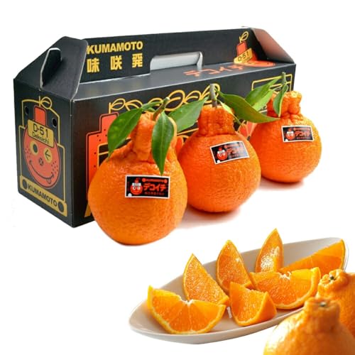 \̔Ԓ bF{Y fRC` ʎtttR iN | 1kgi3j | LSݓXɒ It[c | F{̃fRC`́ism΁jxNx̂悢fRC` ifR|Ɠij | v[g ʕMtg| iǗ ①