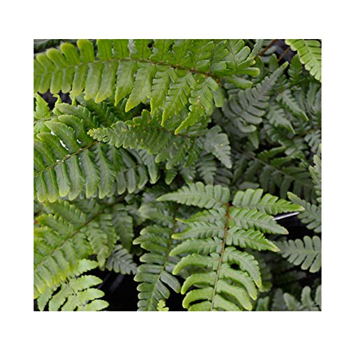 Dryopteris championii 15cm Pot Size
