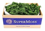 SuperMoss (21710) Reindeer Moss Preserved, Forest Green, 3lbs