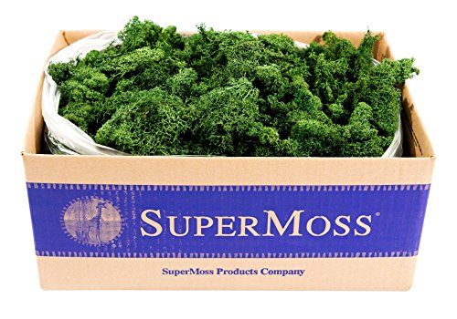 Supermoss (21710) Reindeer Moss Preserved, Forest Green, 3 Pounds #TOP6