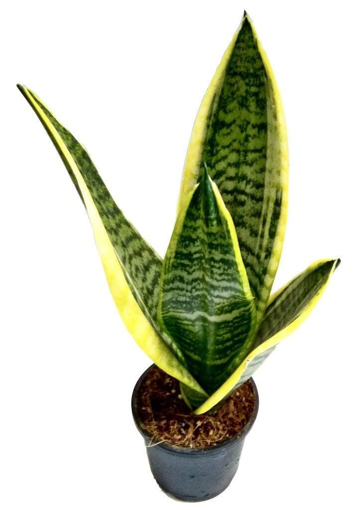 Sansevieria Trifasciata Snake Plant Live Plant |Tongue Low Maintenance Indoor Decorative Plant for Home & Office-picture-19