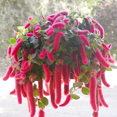 Acalypha Pendula Seeds Acalypha Reptans, Dwarf Chenille Wonderfully Exotic Easy To Grow Containers Hanging Baskets Houseplant 10Pcs Shrub Seeds By Yegaol Garden #TOP4